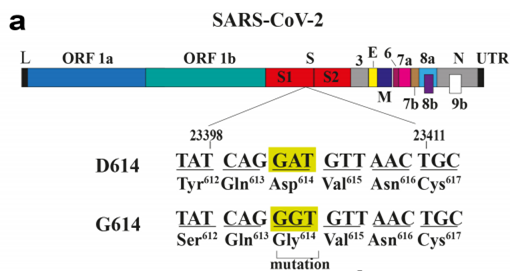 SARS-CoV-2 S protein D614G mutation improved infectivity 