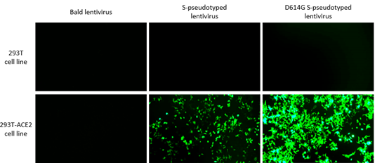 SARS-CoV-2 S protein D614G mutation improved infectivity 