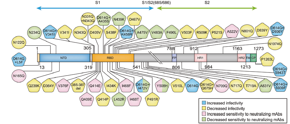 mutation of S protein improves infectivity or/and decreases sensitivity to neutralizing antibodies