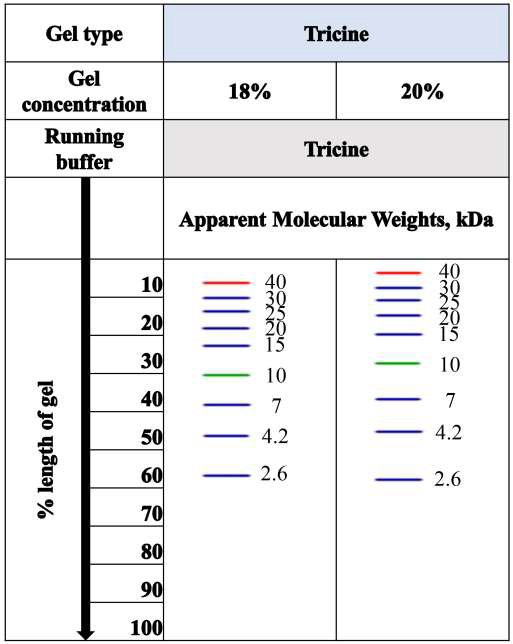 AceColor™ prestained Protein marker (2.6-40 kDa)