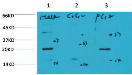 Bax mouse Monoclonal Antibody(6F11)