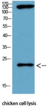 Bax mouse Monoclonal Antibody(6F11)