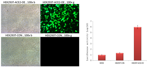 HEK293-ACE2-OE cell infected by PV031 Pseudovirus-SARS-CoV-2, can be observed the expression of green fluorescent protein and detected the activity of luciferase.