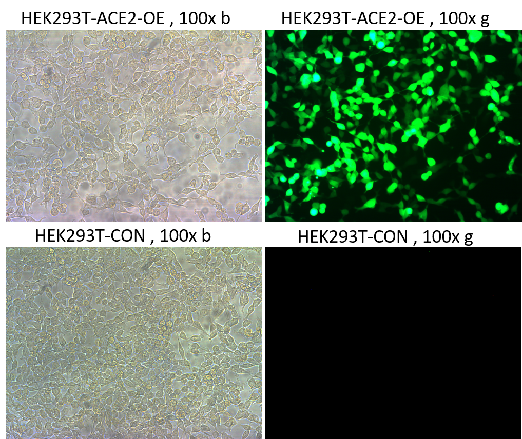 Pseudovirus-SARS-CoV-2