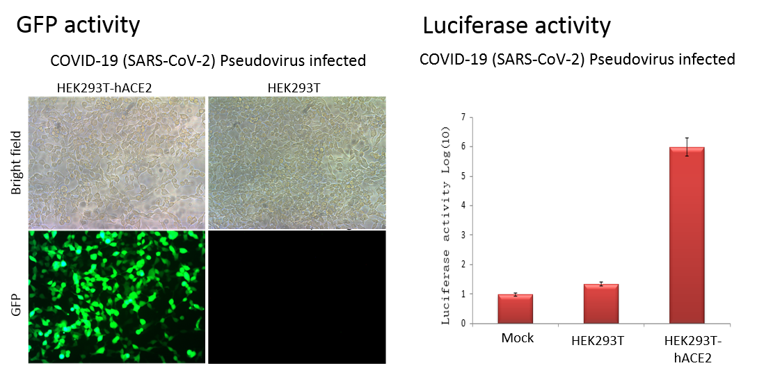 ACE2-3xFLAG-HEK293T stable cell line