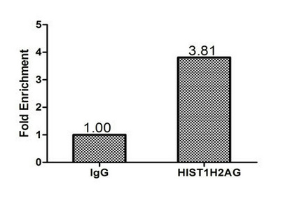 Histone H2AG Antibody