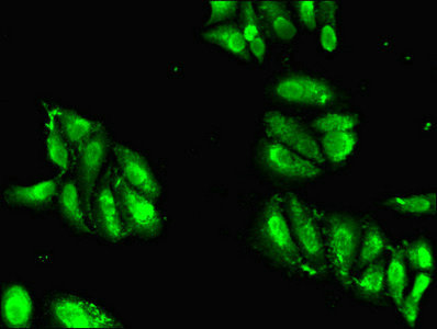 Histone H2AG Antibody