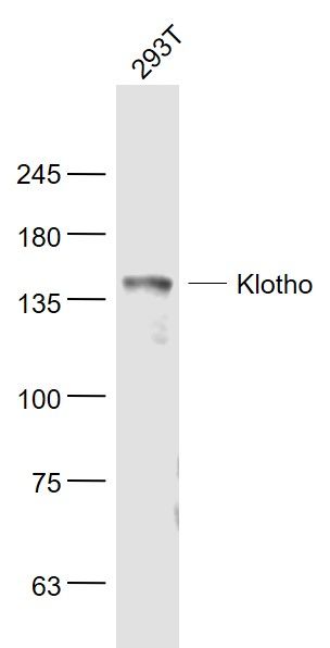 Rabbit Anti-Klotho antibody