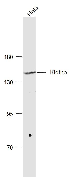 Rabbit Anti-Klotho antibody