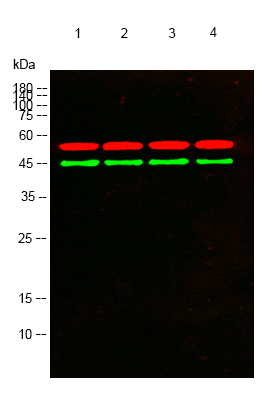 GFAP Monoclonal Antibody(5C8)