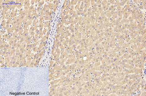 GFAP Monoclonal Antibody(5C8)