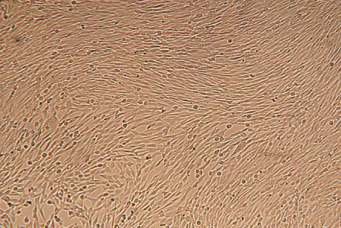 Human Mesenchymal Stem Cell Culture Kit (Serum-Free)