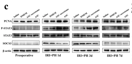 Stat3 (Phospho Ser727) Rabbit pAb