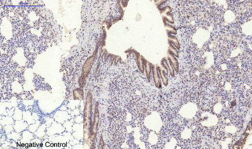 Stat3 (Phospho Ser727) Rabbit pAb