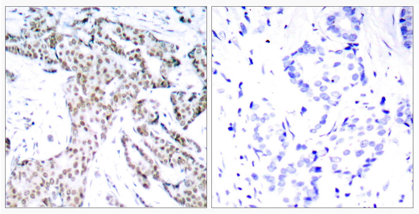 Stat3 (Phospho Ser727) Rabbit pAb