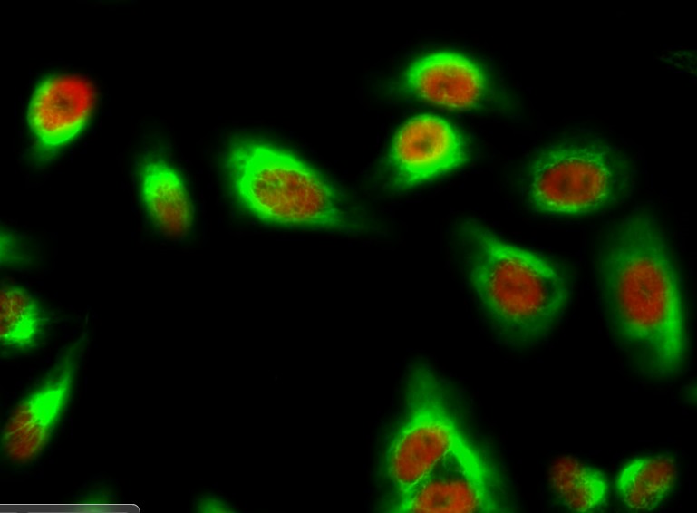 Stat3 (Phospho Ser727) Rabbit pAb