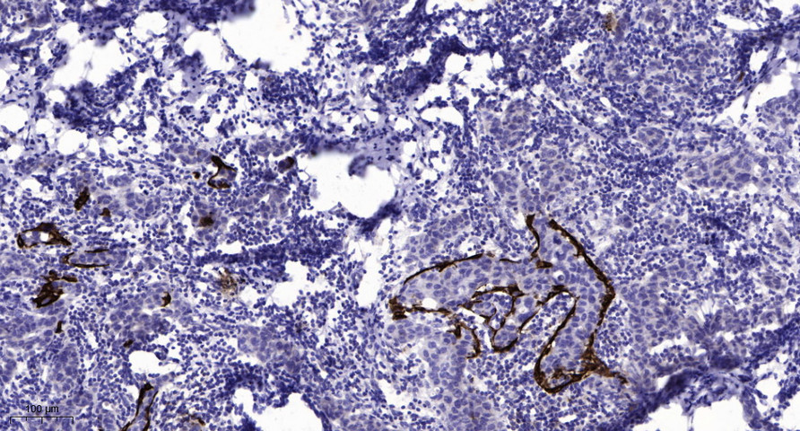 CD130/gp130 (Phospho Ser782) Rabbit pAb