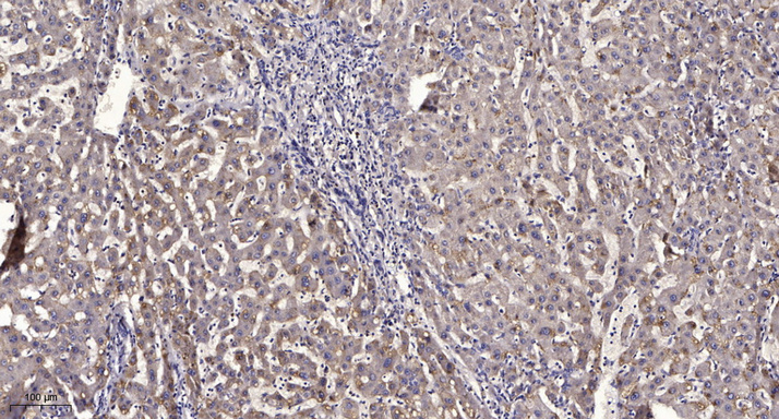 JAK1 (3F12) Mouse mAb