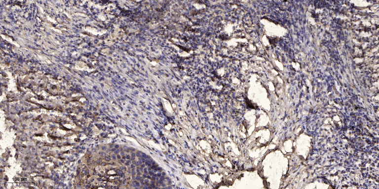 Jak2 (Phospho Tyr1008) Rabbit pAb