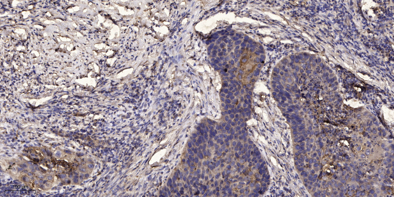 Jak3 (Phospho Tyr980/981) Rabbit pAb