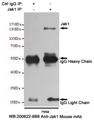 Jak1 Mouse mAb
