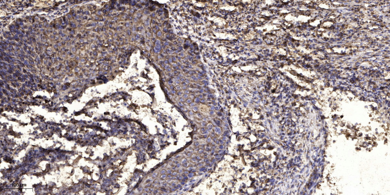 LIFR Rabbit pAb