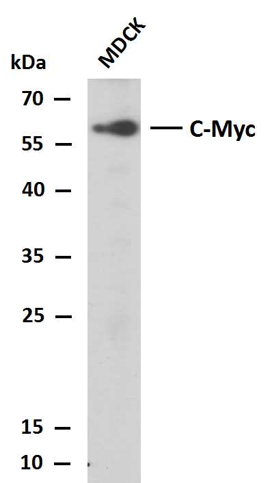 c-MYC (PTR2340) Mouse mAb