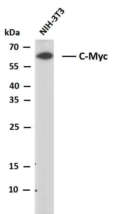 c-MYC (PTR2340) Mouse mAb