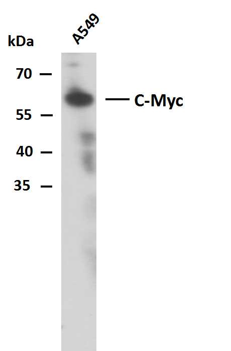 c-MYC (PTR2340) Mouse mAb