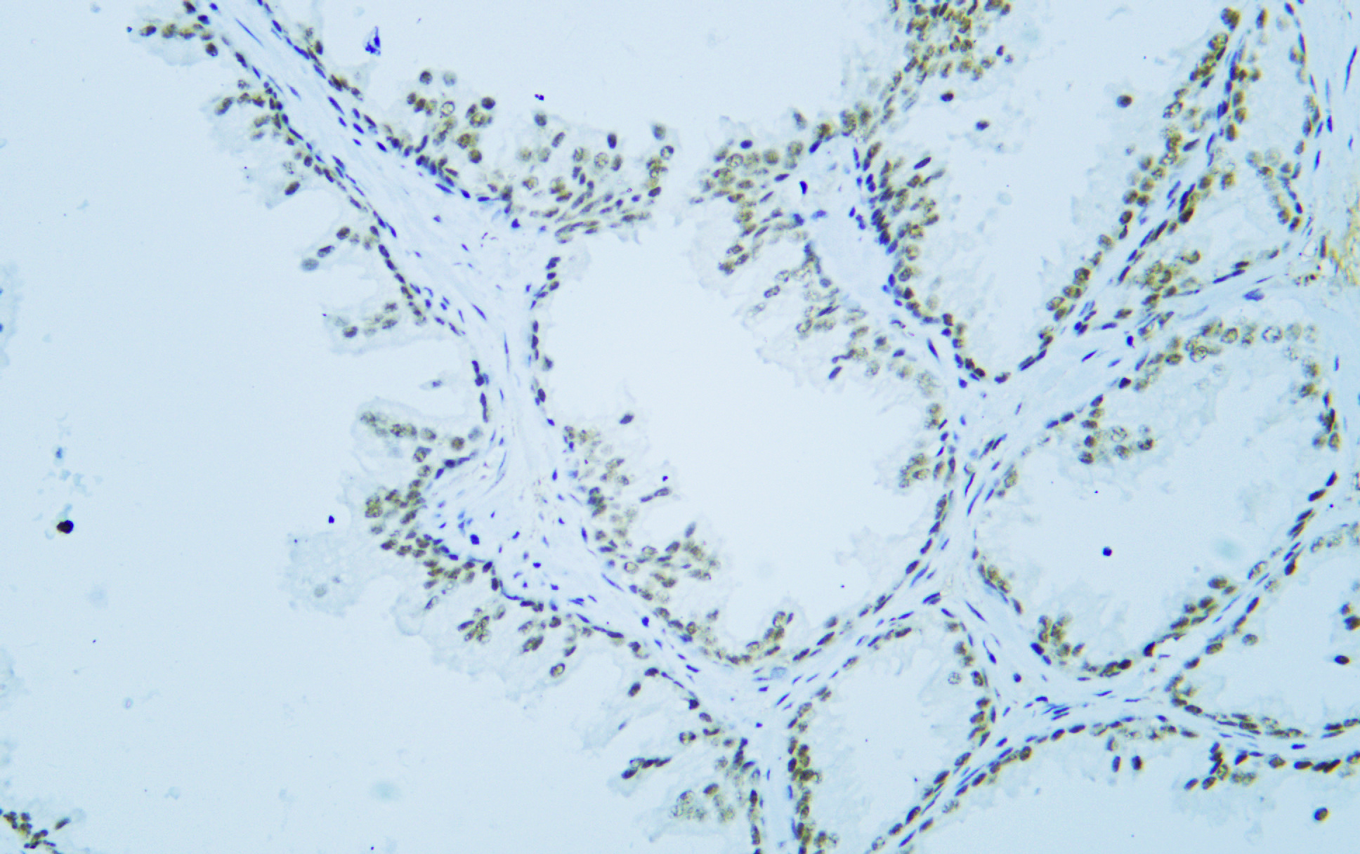 c-MYC (PTR2340) Mouse mAb