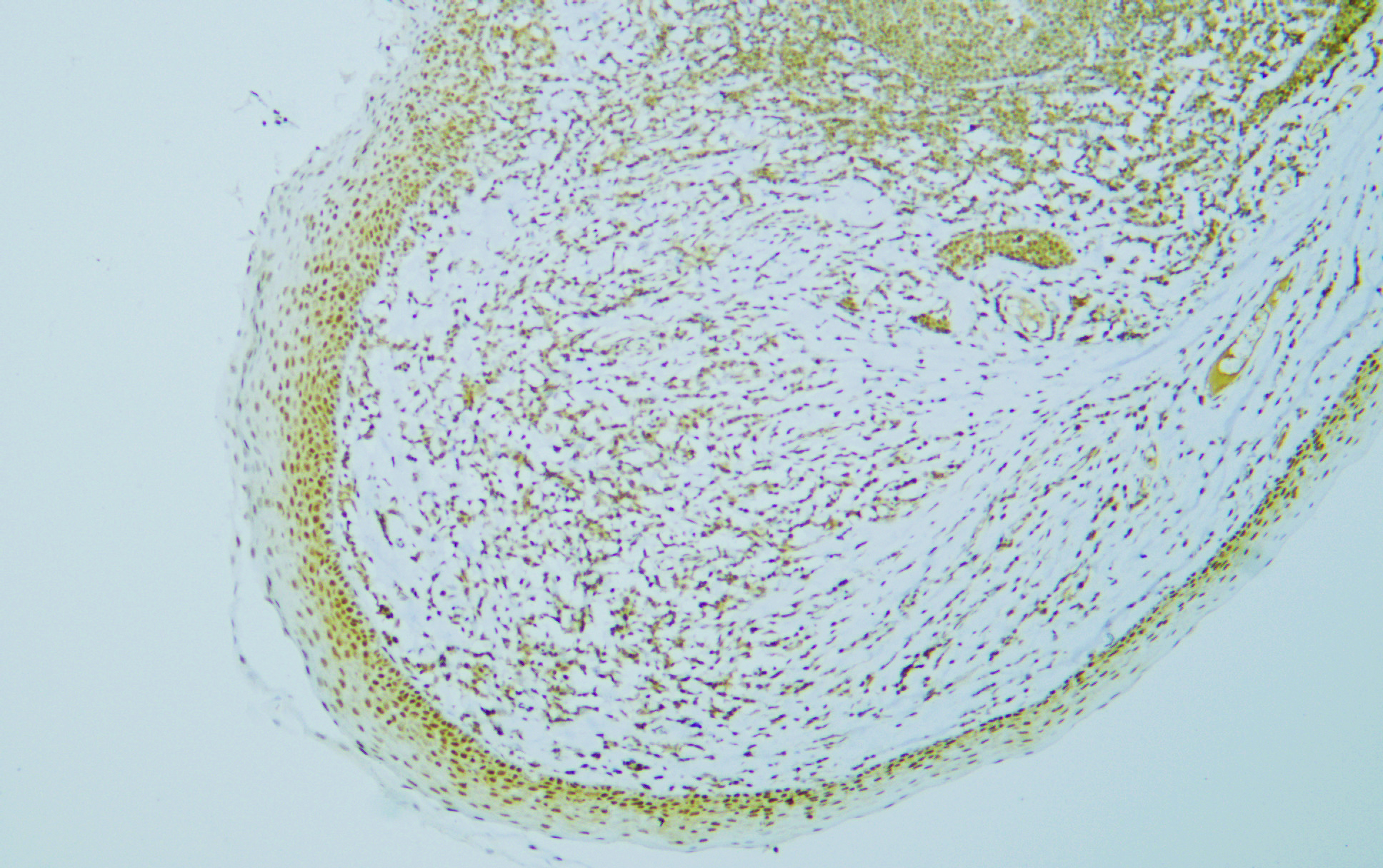 c-MYC (PTR2340) Mouse mAb
