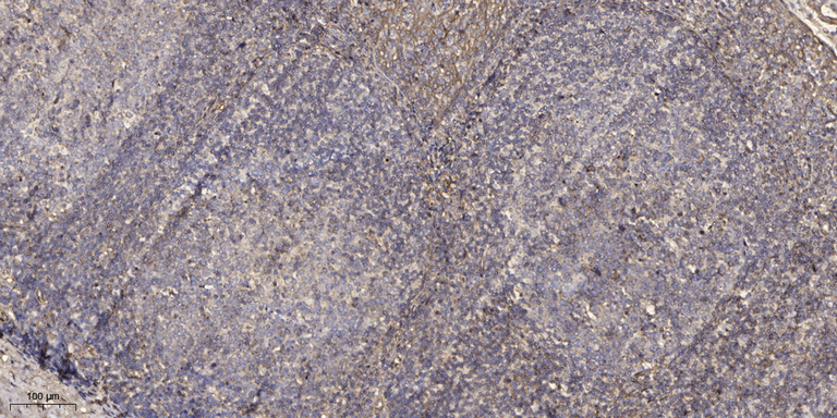 Sox2 (Phospho Ser250/251) Rabbit pAb