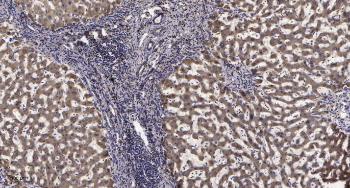 Stat3 (Acetyl Lys685) Rabbit pAb