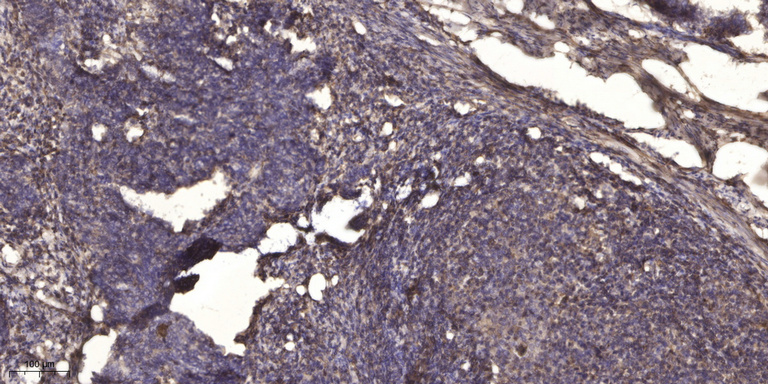 Stat3 (Acetyl Lys87) Rabbit pAb
