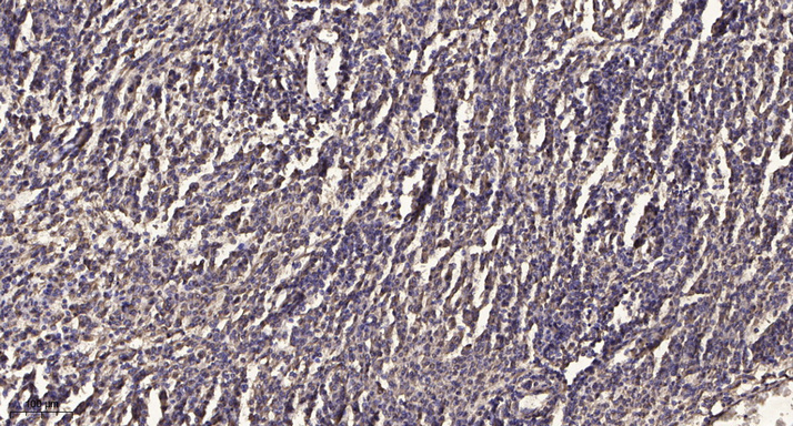 Stat3 (Phospho Ser754) Rabbit pAb