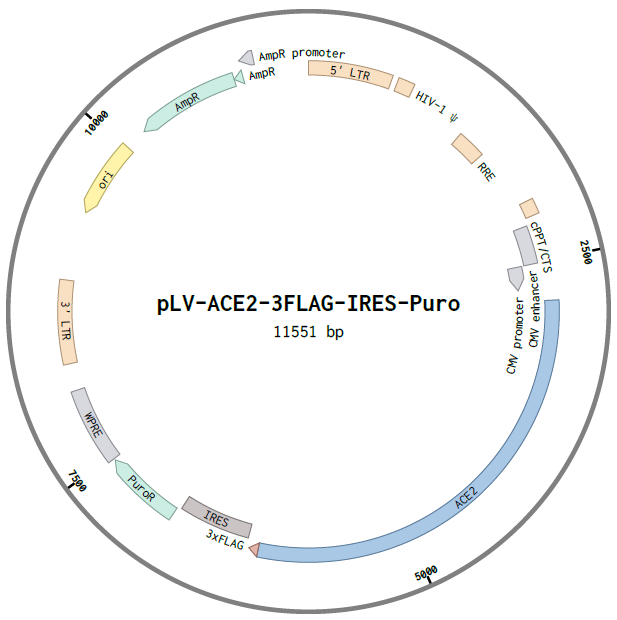 pLV-ACE2-3xFLAG-IRES-puro
