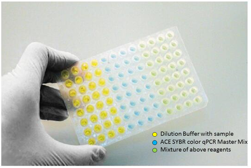 2X ACE SYBR® color qPCR Master Mix