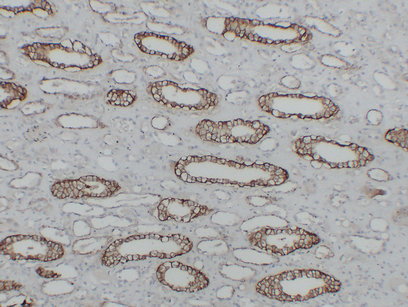 KSP-Cadherin (PT1722) mouse mAb