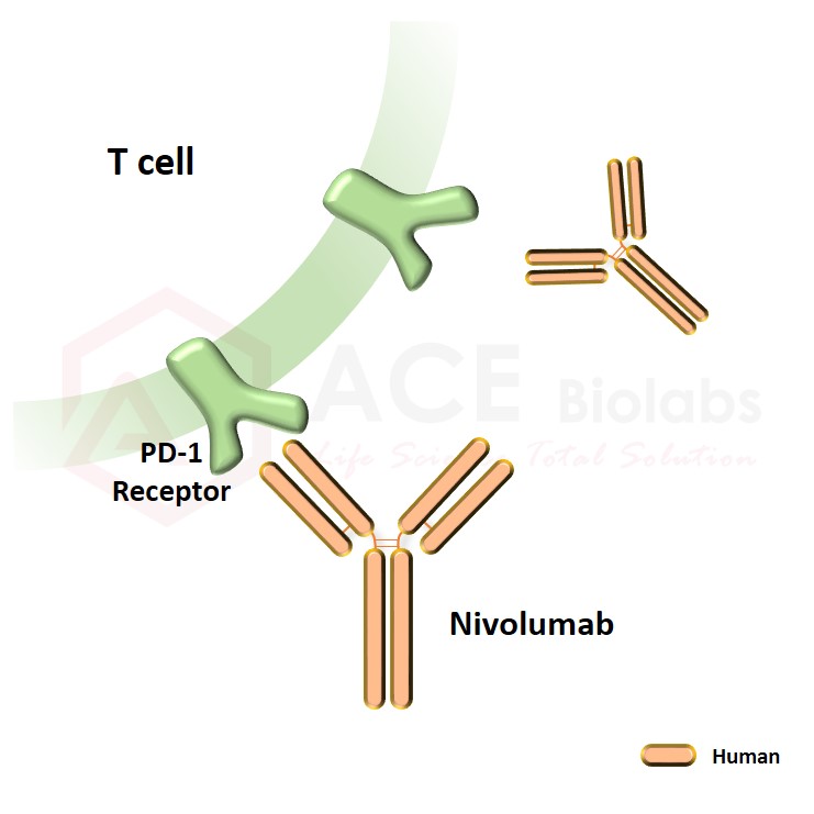 anti-PD-1 (Nivolumab)