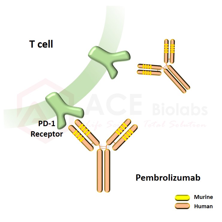 anti-PD-1 (Pembrolizumab)