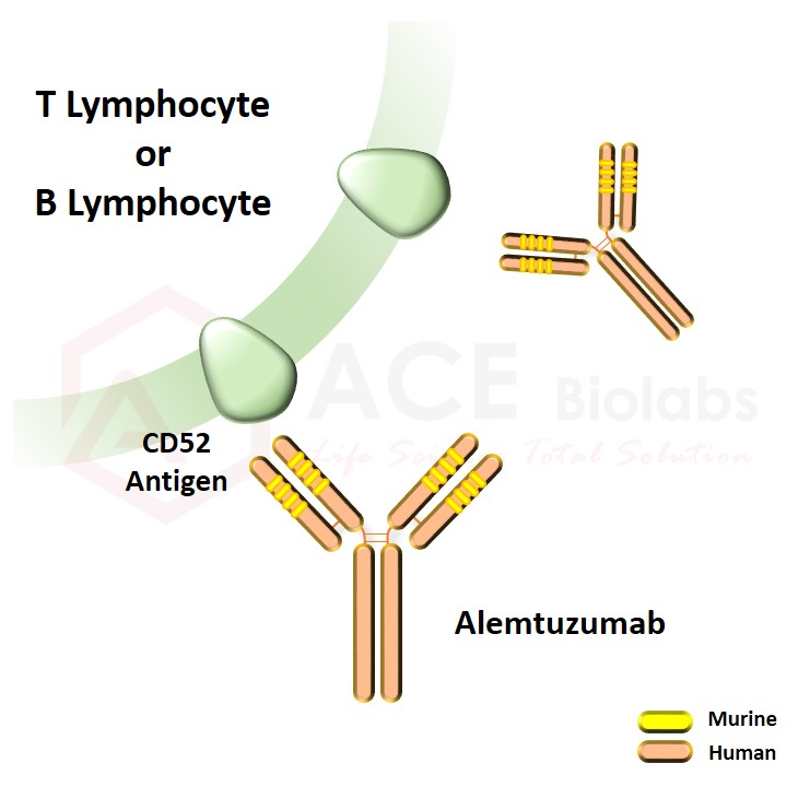 anti-CD52 (Alemtuzumab)