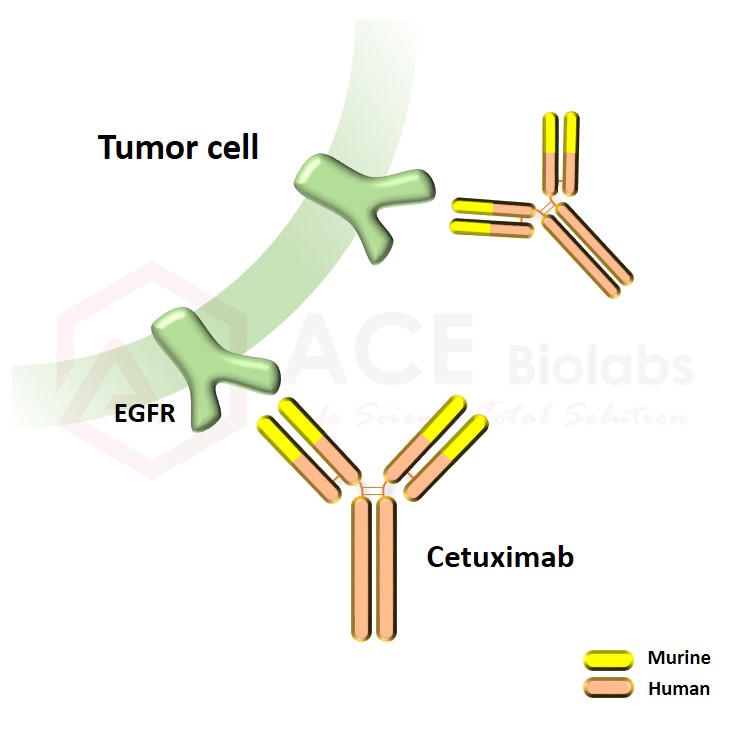 anti-EGFR (Cetuximab)