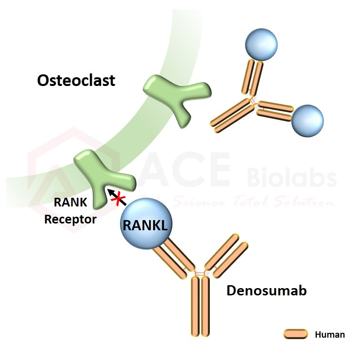 anti-RANKL (Denosumab)