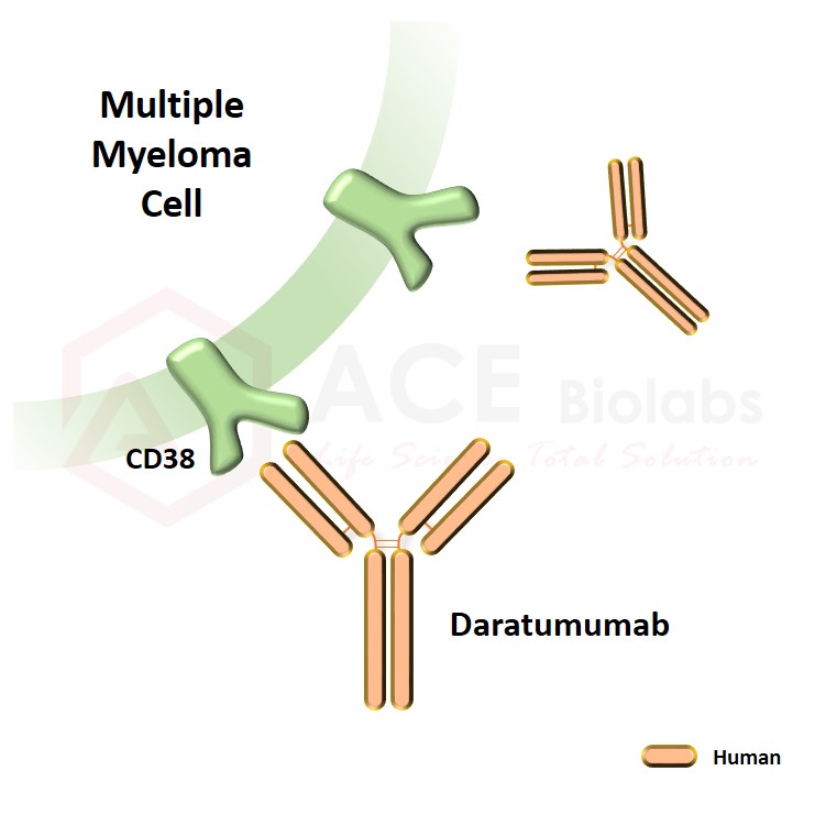 anti-CD38 (Daratumumab)