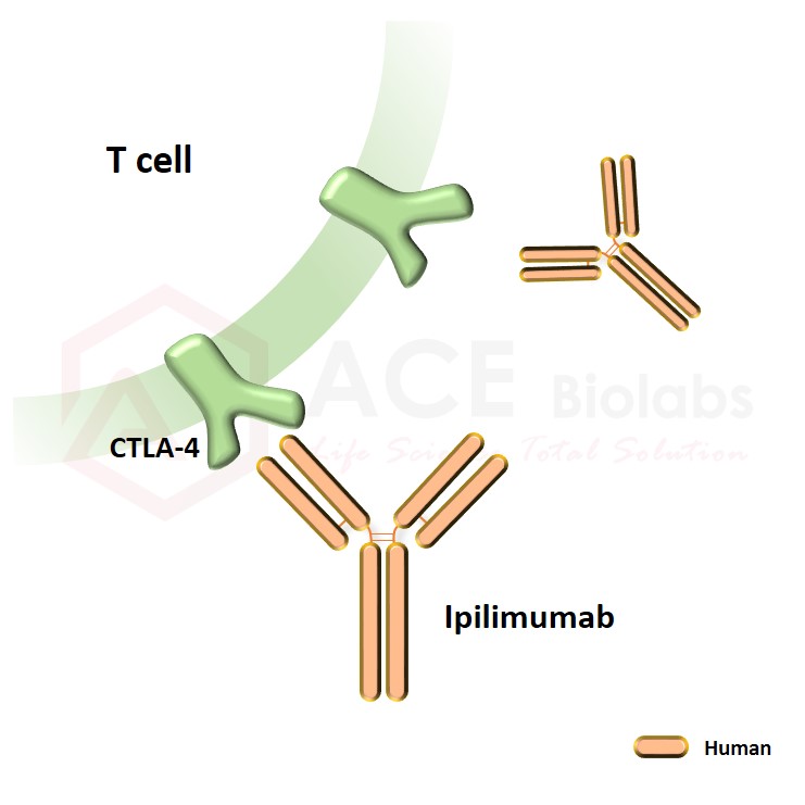 anti-CTLA-4 (Ipilimumab)