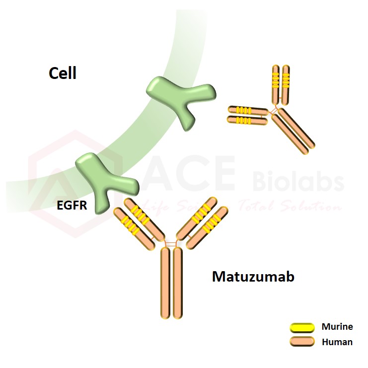 anti-EGFR (Matuzumab)