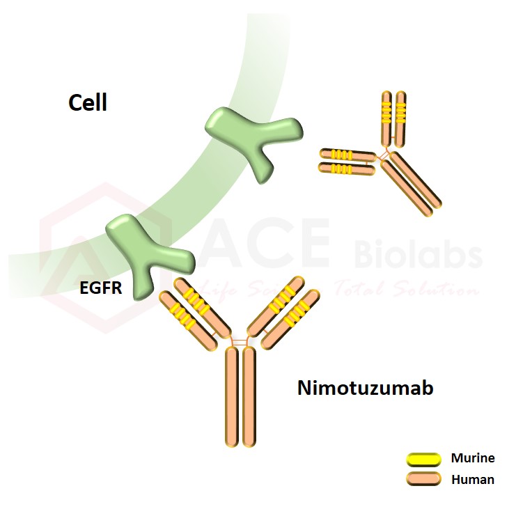 anti-EGFR (Nimotuzumab)