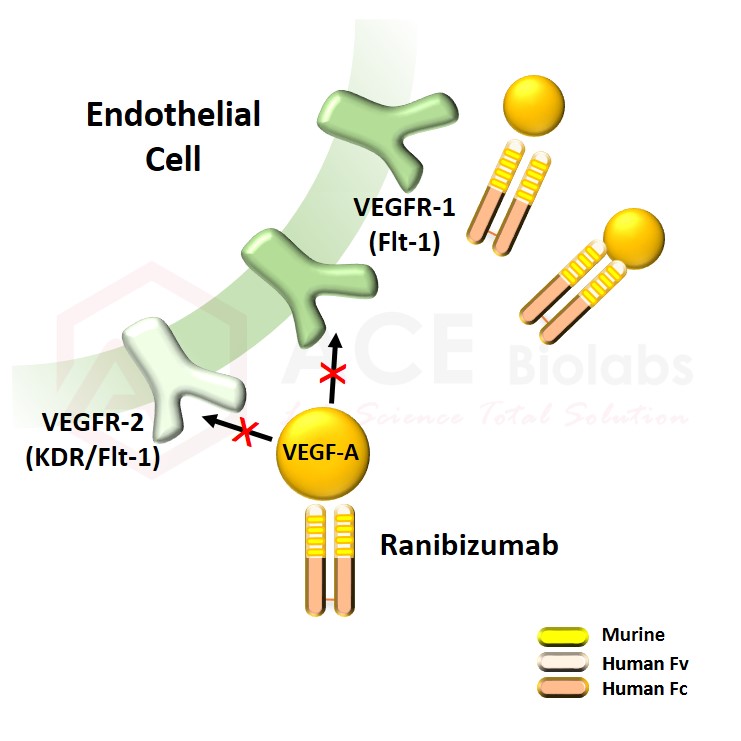 anti-VEGF-A (Ranibizumab)