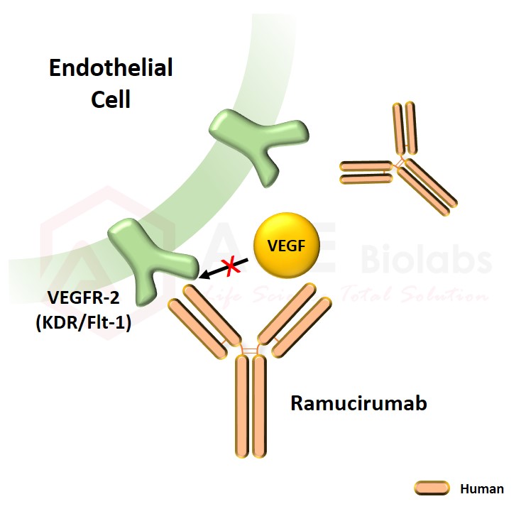 anti-VEGFR2 (Ramucirumab)