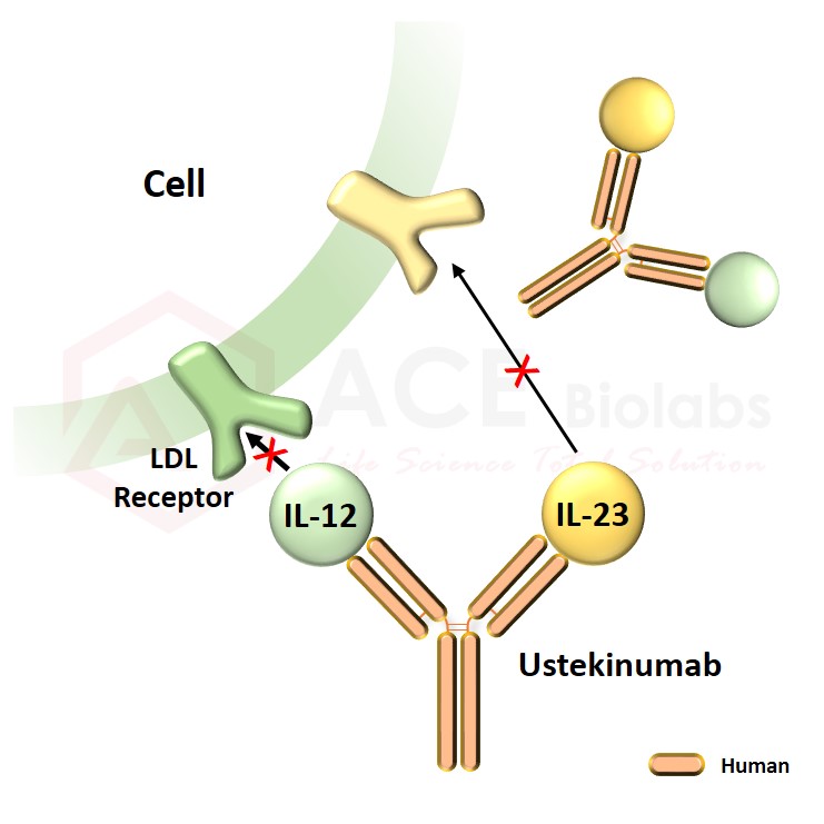 anti-IL-12 and IL-23 (Ustekinumab)